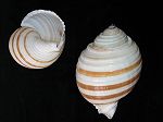 Tonna tesselata